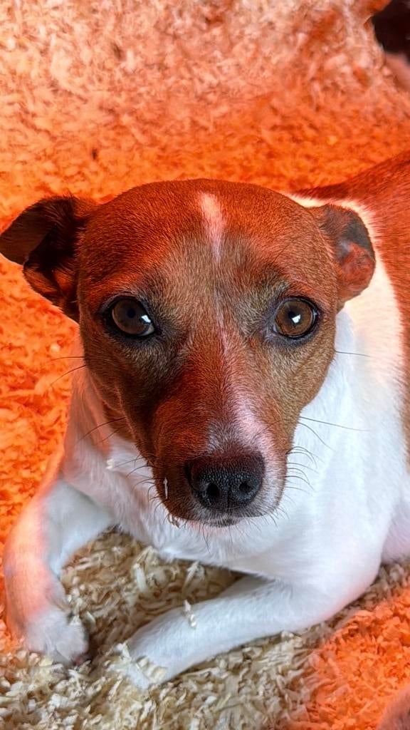 Jack russel, België, Particulier, Jack Russell Terriër, 8 tot 15 weken
