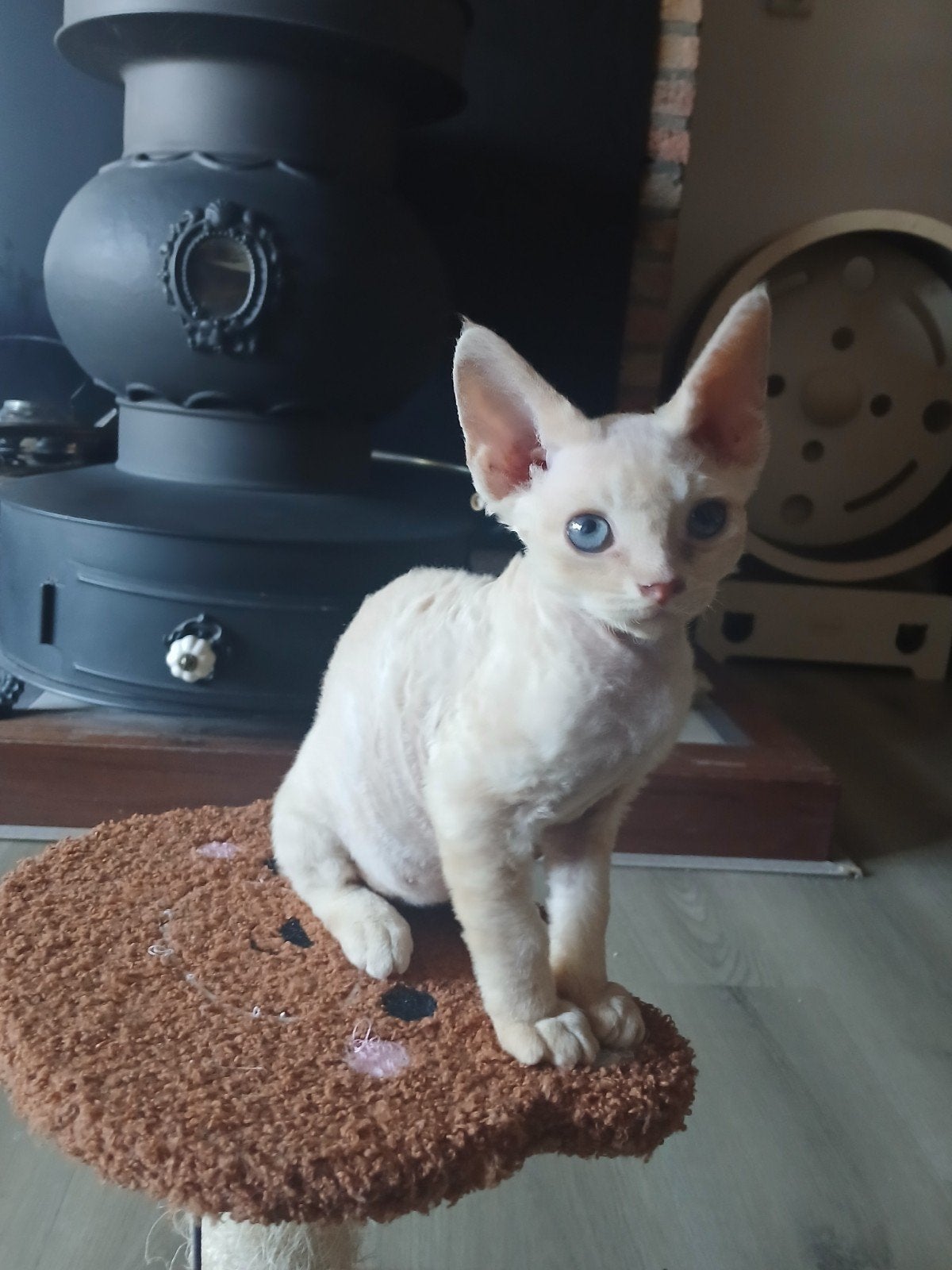 Devon Rex moederpoes en kitten kater zoeken warm huis, Kater, Gechipt, 0 tot 2 jaar