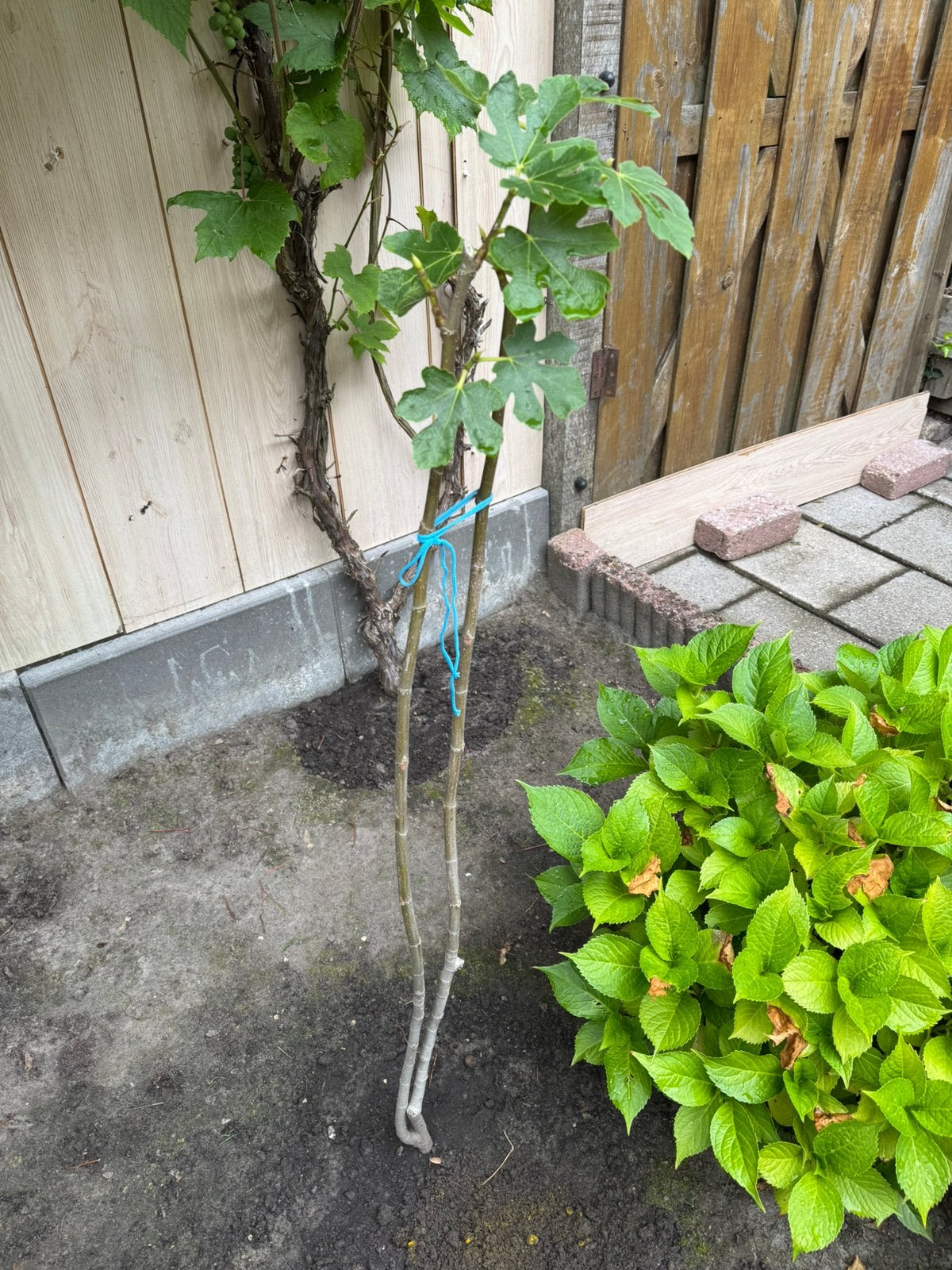 Vijgen boompje,, Tuin en Terras, Ophalen, Minder dan 100 cm, In pot, Vijgenboom