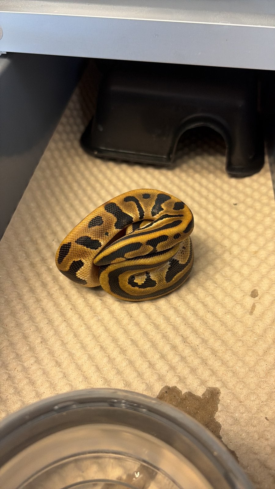 Python regius puzzle Ball Python photo 6