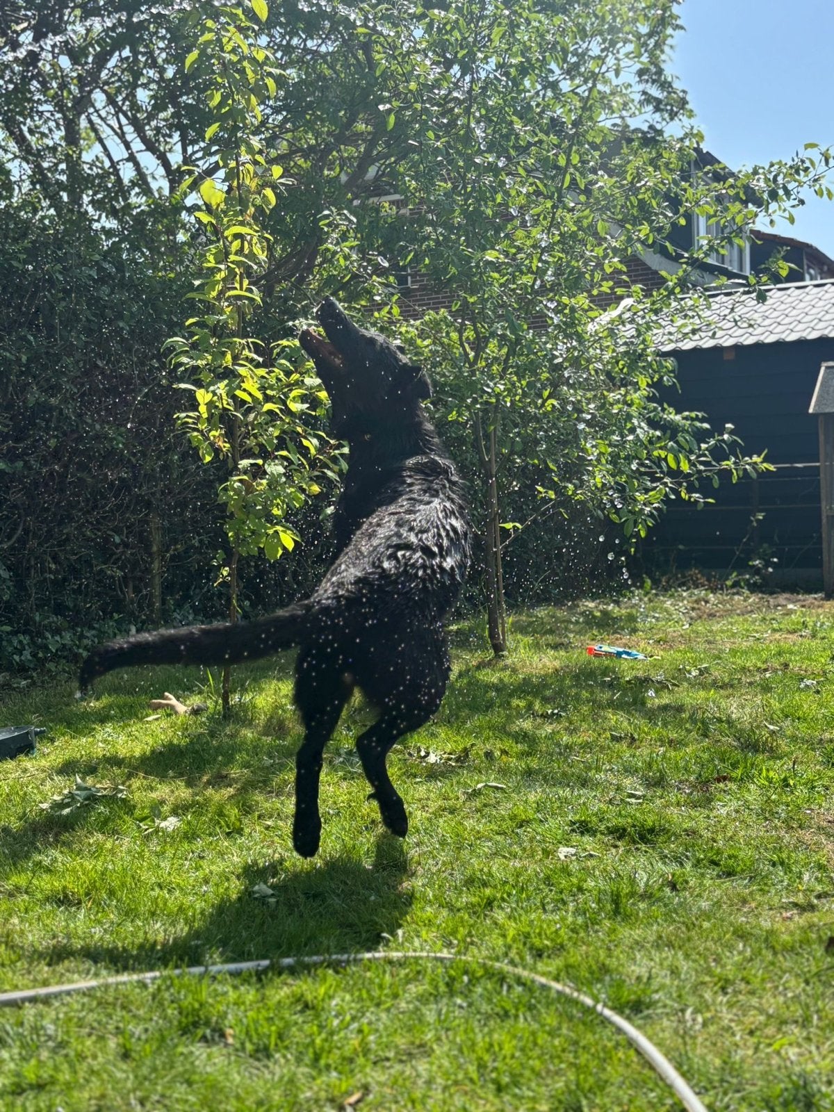 Duitse herder zocht gouden huisje, Dieren en Toebehoren, Reu, 1 tot 2 jaar, Parvo, Eén hond