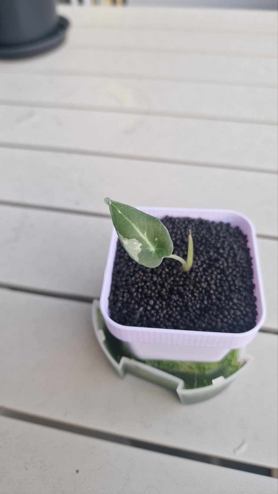 Alocasia black velvet pink, Huis en Inrichting, Ophalen, Overige soorten, Halfschaduw, In pot
