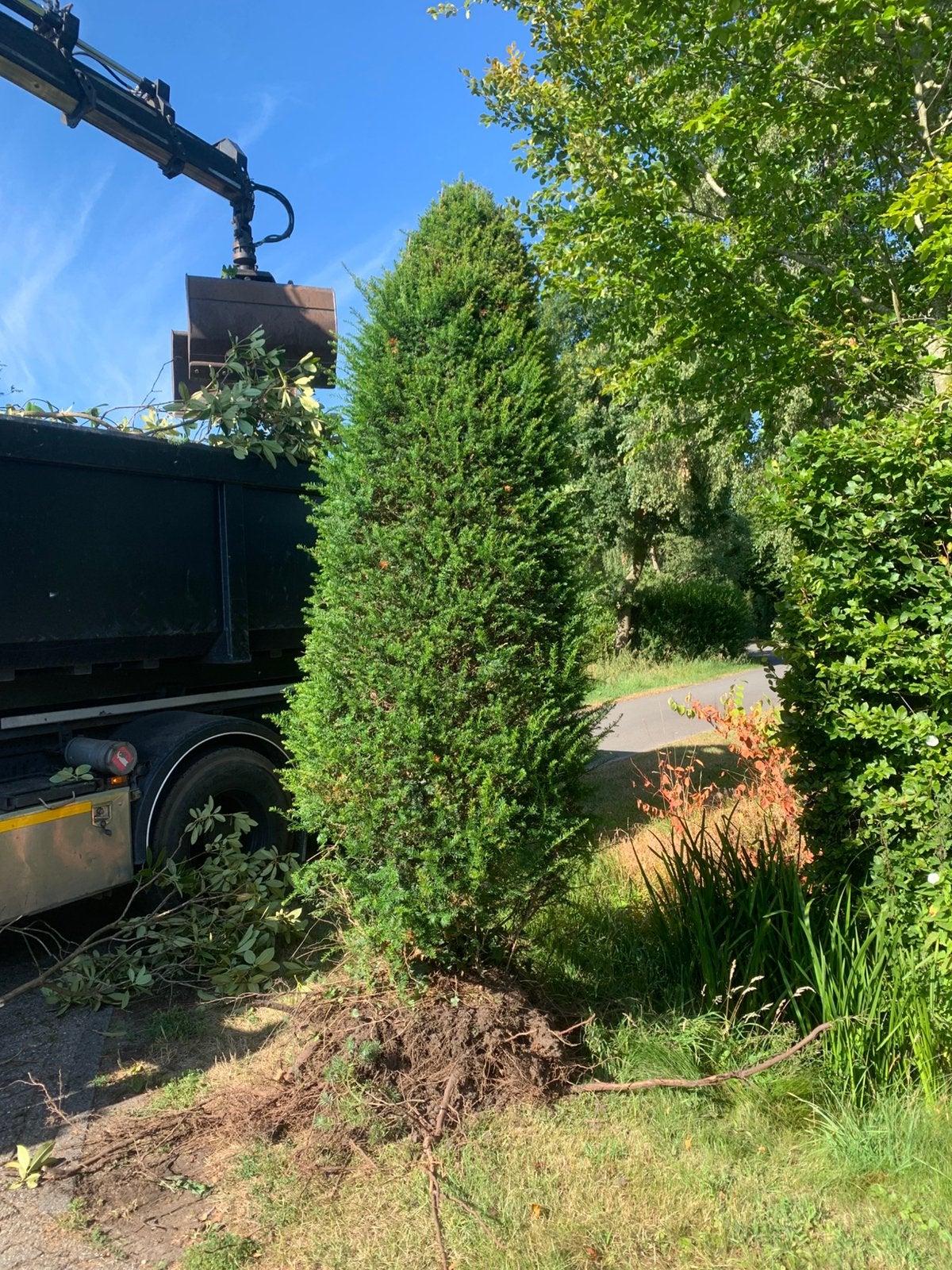 Zuiltaxus, Ophalen, Volle zon, Overige soorten