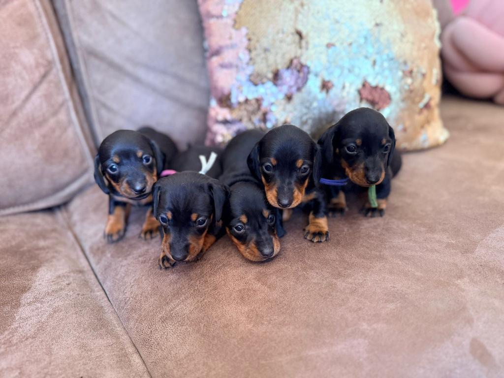 kaninchen/ dwerg teckel puppys, Reu, 8 tot 15 weken, Dwerg, Parvo