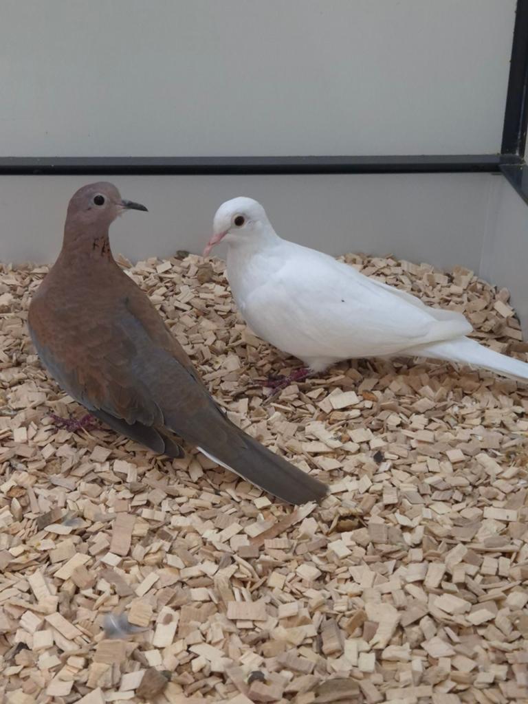 Senegal tortelduiven, Meerdere dieren, Tropenvogel, Geringd