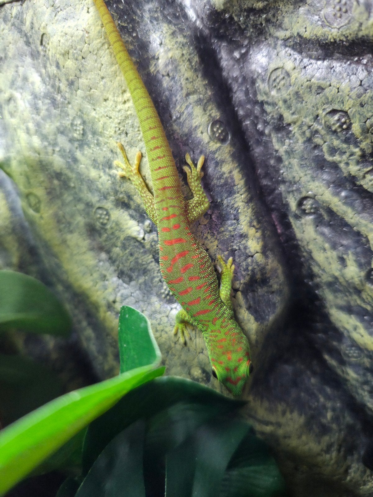 Reuze madagascar gekko Leopard Gecko - unknown for sale from Vincent & Esther de Leeuw