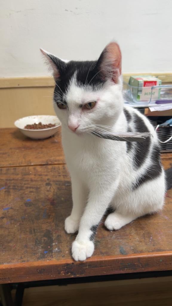 Katje wit zwart, Dieren en Toebehoren, Katten en Kittens | Overige Katten, Kater, Kortharig, 0 tot 2 jaar