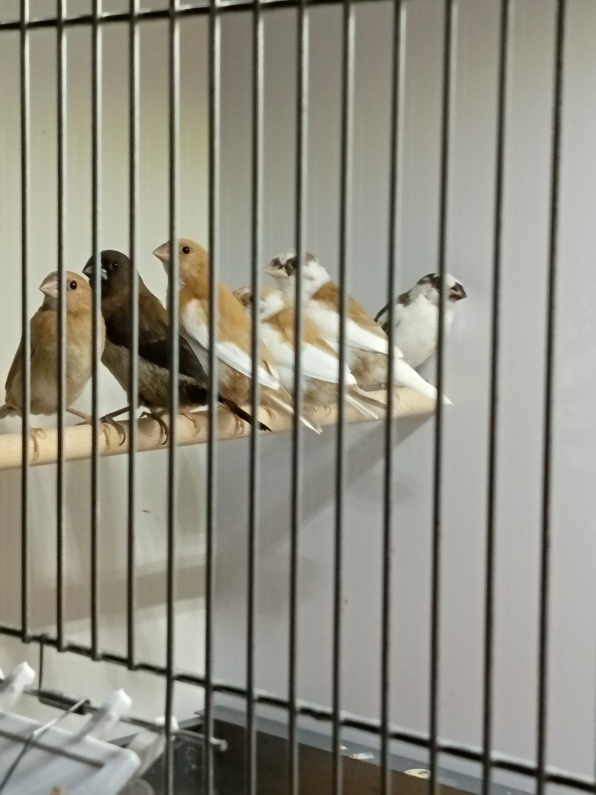 Japanse meeuwtjes 2026, Dieren en Toebehoren, Geslacht onbekend, Tropenvogel