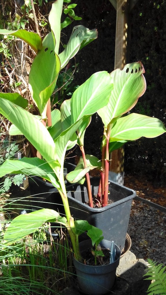 1x Canna Musaefolia en 1x Canna Indica grote plant p.st, Volle zon, Eenjarig, Zomer, Ophalen