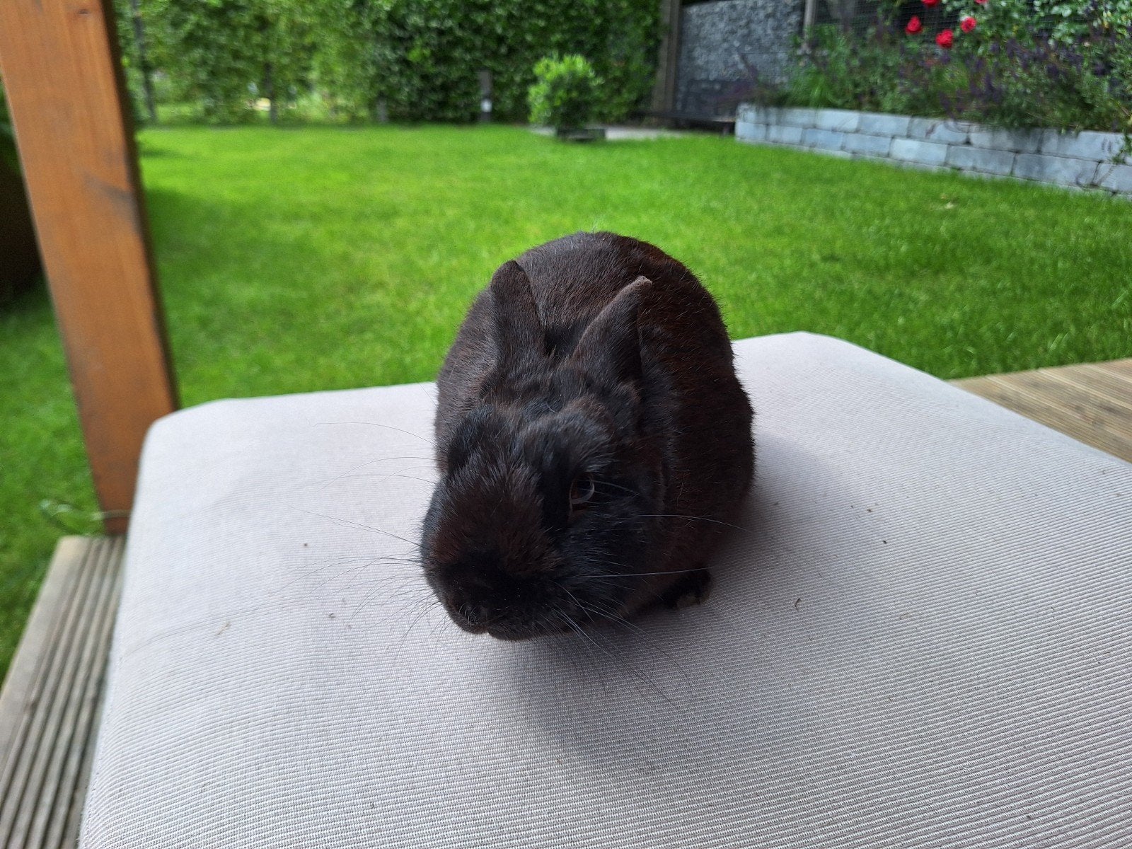Dwergkonijn ram, 2 jaar, niet gecastreerd, Dieren en Toebehoren, Mannelijk, Klein, 0 tot 2 jaar