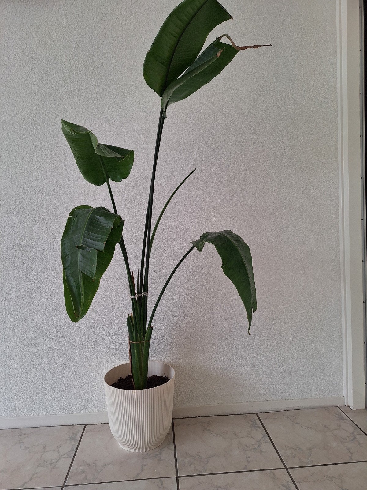 Strelitzia Nicolai - Paradijsvogelplant, Ophalen