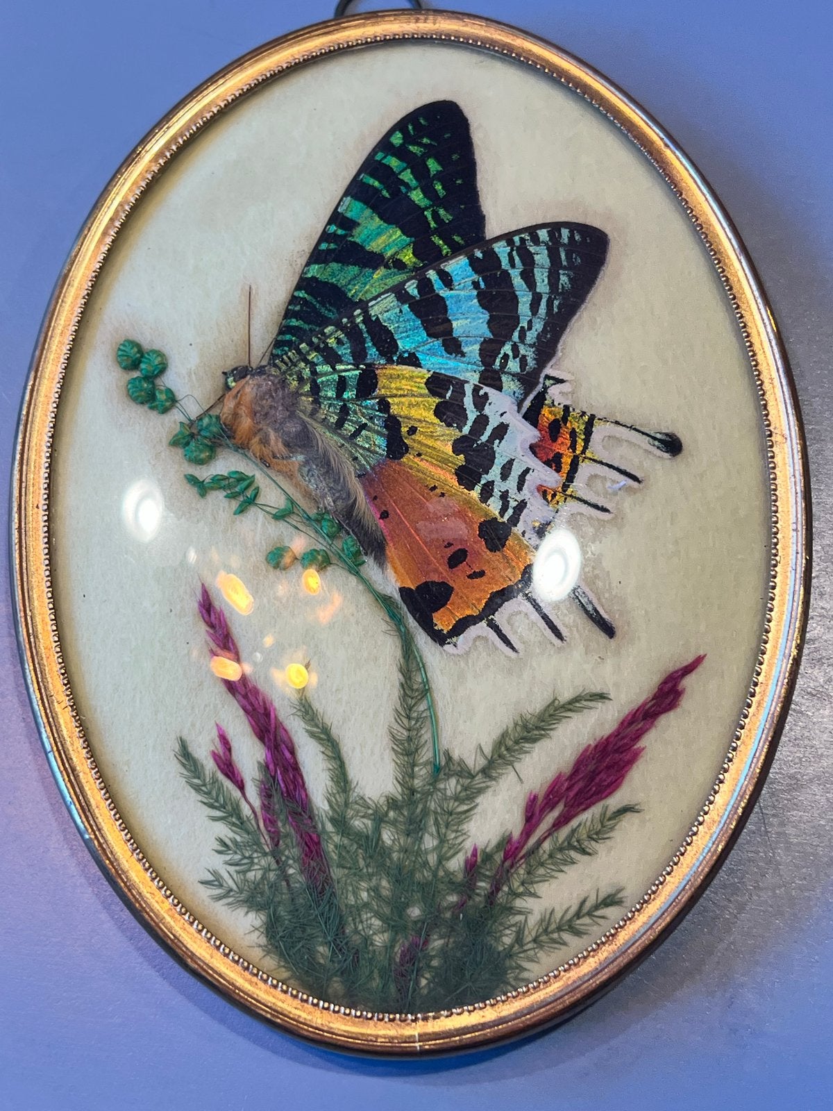 Vintage vlinder in bol glas - Madagaskarpagademot, Ophalen of Verzenden, Zo goed als nieuw