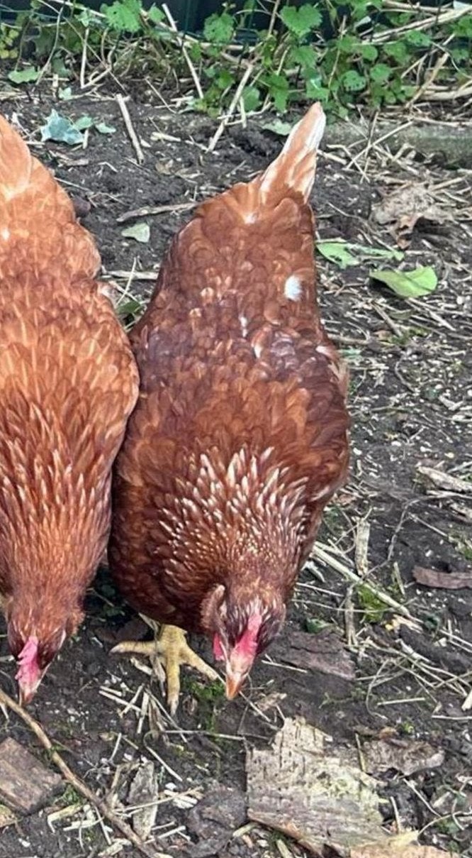 Novogen 21 weken, Dieren en Toebehoren, Pluimvee, Vrouwelijk, Kip