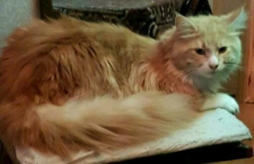 Maine coon dekkater, Dieren en Toebehoren, Kater, Met stamboom, 6 jaar of ouder