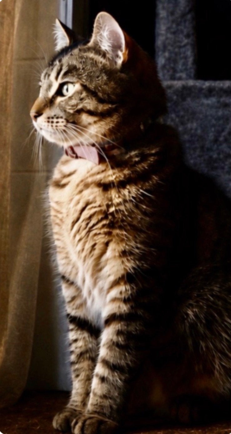VERMIST Europese korthaar, cyperse kat / poes Bonnie, Kat