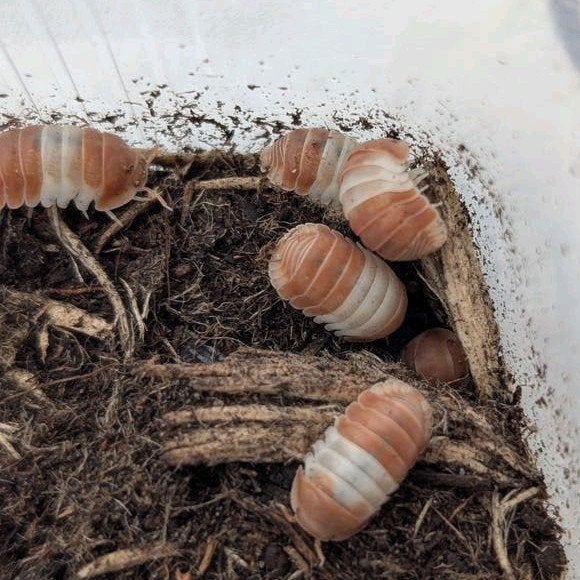 Cubaris sp. "Panda King", Dieren en Toebehoren, Insecten en Spinnen, Overige soorten