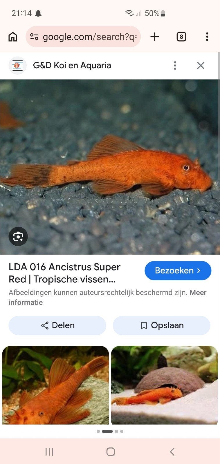 Gezocht  koppel van deze super mooie algeneter omgeving Veen, Dieren en Toebehoren