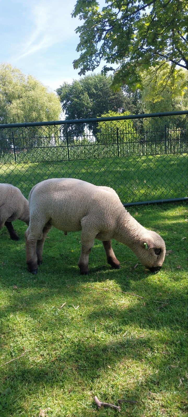 Hampshire Down ram lam, Mannelijk, Schaap, 0 tot 2 jaar