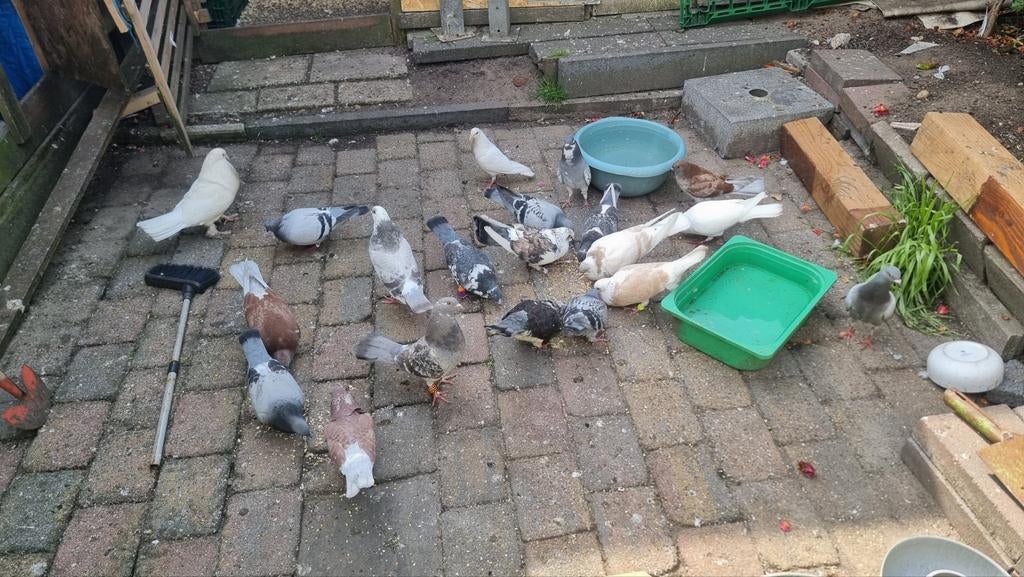 Duiven 10 stuks gratis, Meerdere dieren, Overige soorten