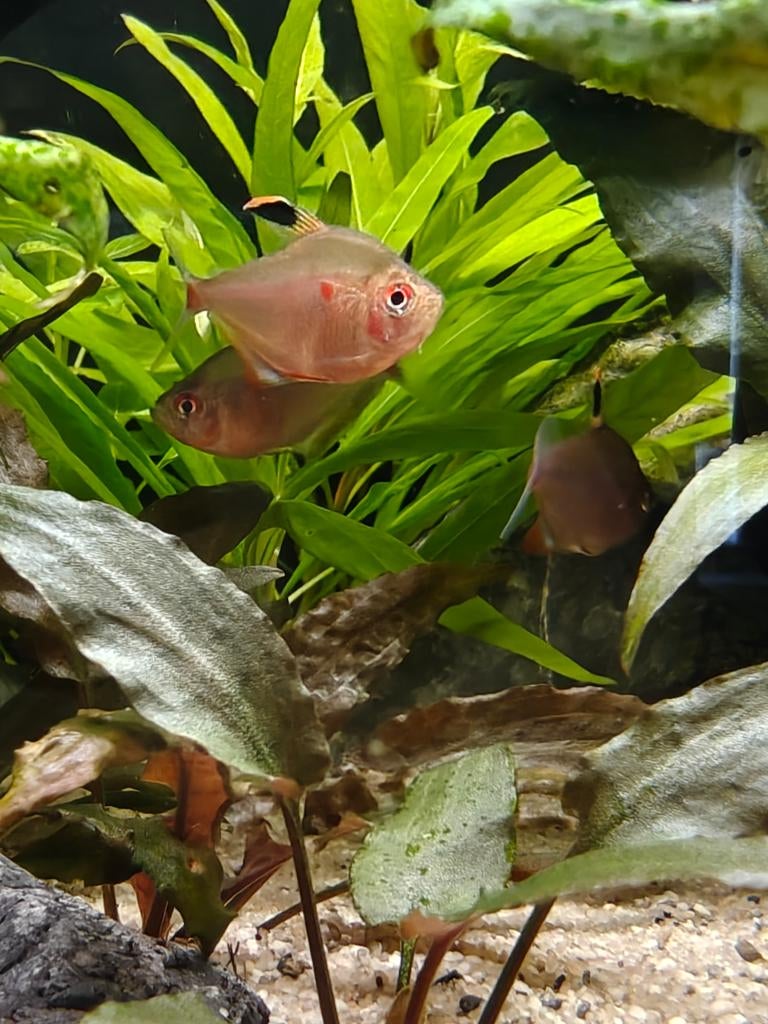 Bleeding heart Tetra, Vis, Zoetwatervis, Schoolvis