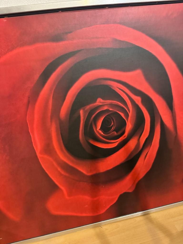 Mooi rozen schilderij - Mag snel weg!, Ophalen
