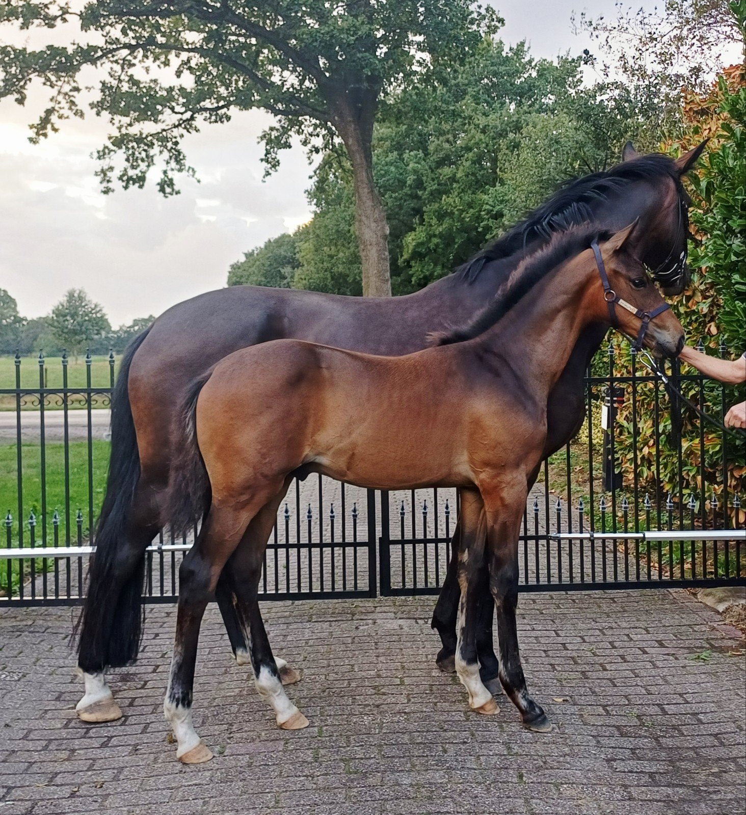 HENGST EN MERRIE VEULEN, Dieren en Toebehoren, Hengst, Dressuurpaard, Met stamboom, 0 tot 2 jaar