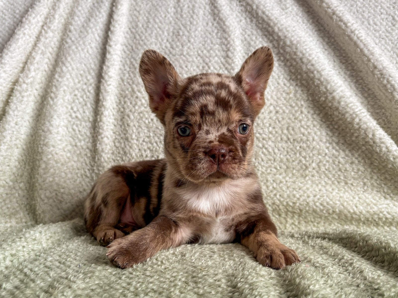 Franse bulldog pups in mooie kleuren, Dieren en Toebehoren, Parvo, 8 tot 15 weken, Bulldog, Meerdere
