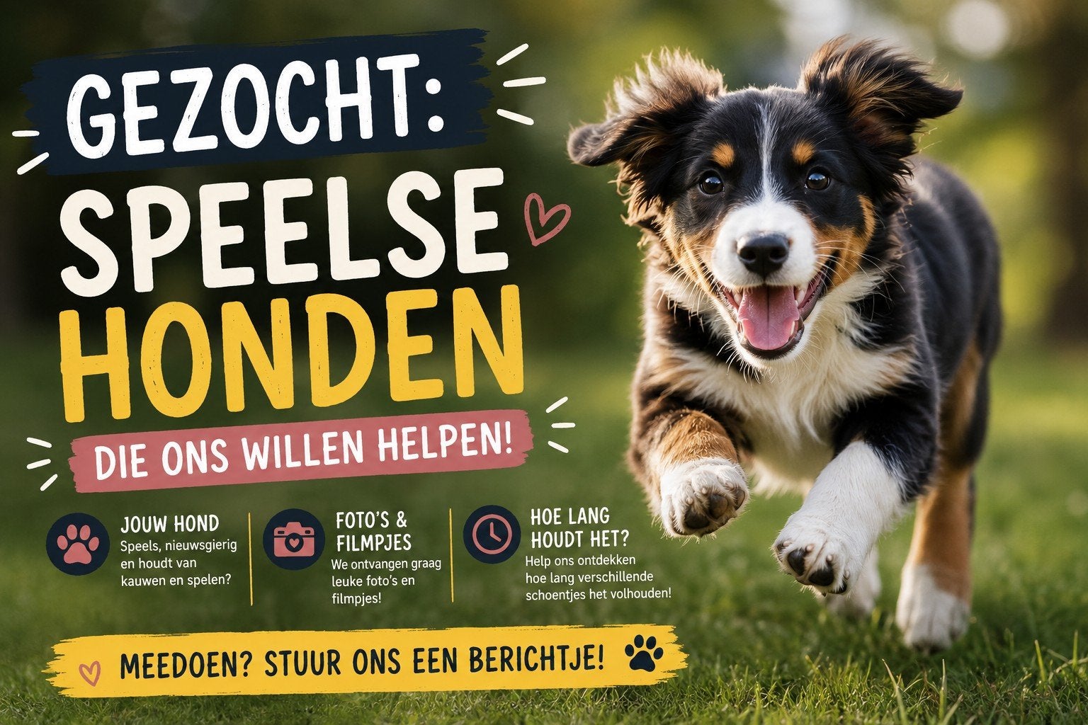 Gezocht mensen die ons willen helpen met speelse honden, Ophalen of Verzenden