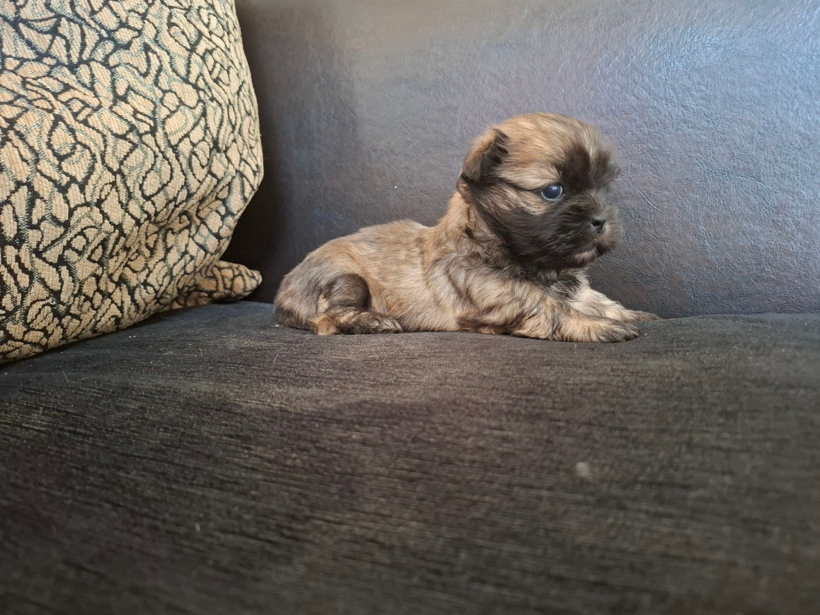 Leuke boomer reutje, Maltezer, Reu, 8 tot 15 weken, Eén hond