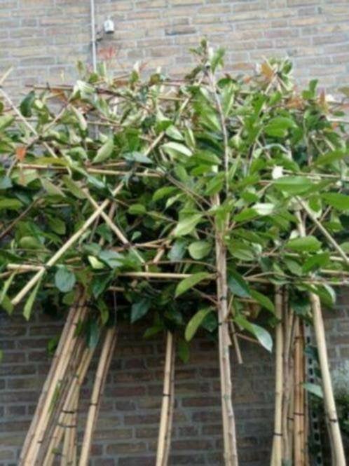 lei photinia, Tuin en Terras, Planten | Bomen, Ophalen of Verzenden, Lente, Halfschaduw, Leiboom