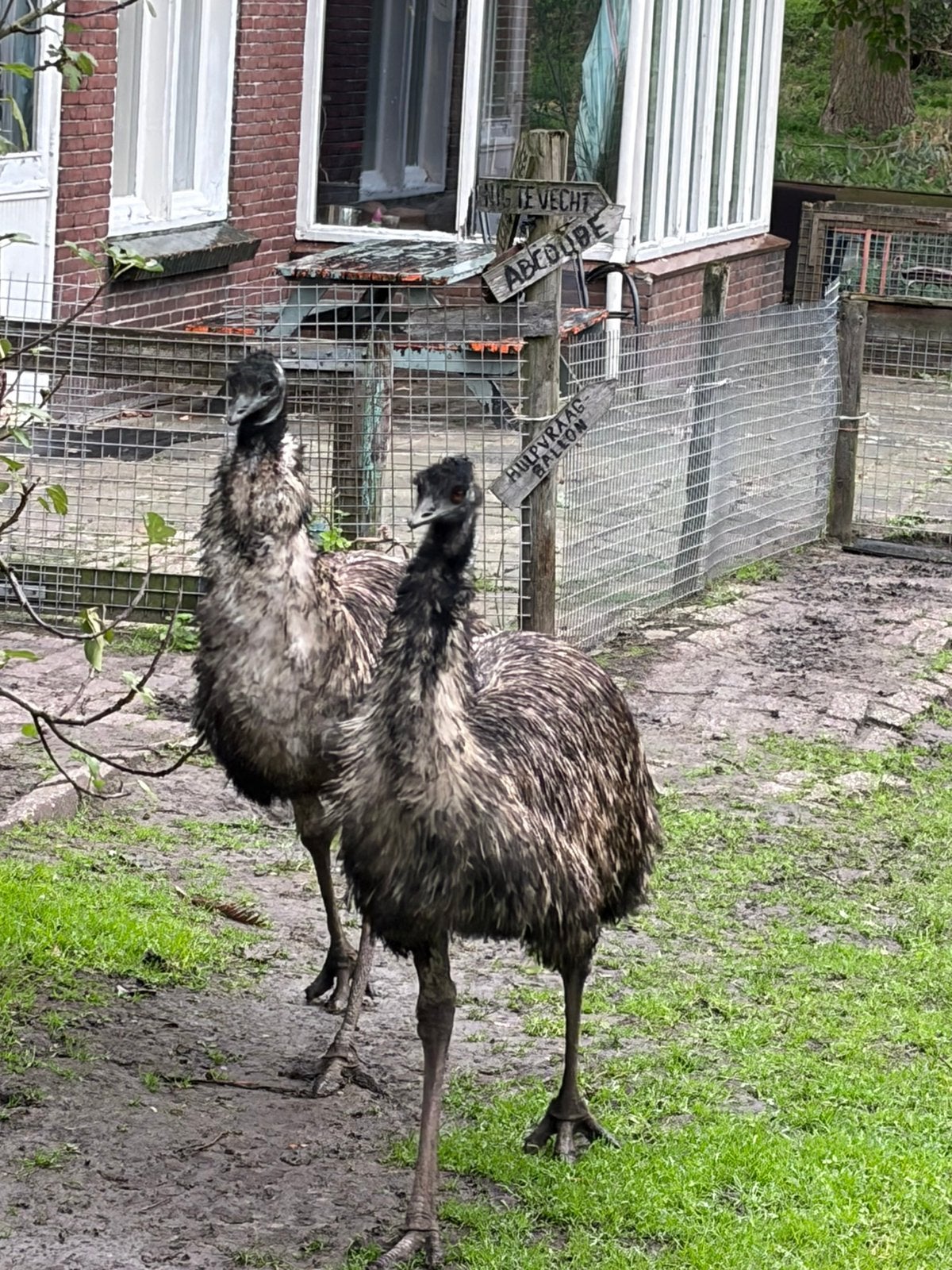 Setje emoes, Meerdere dieren, Kip