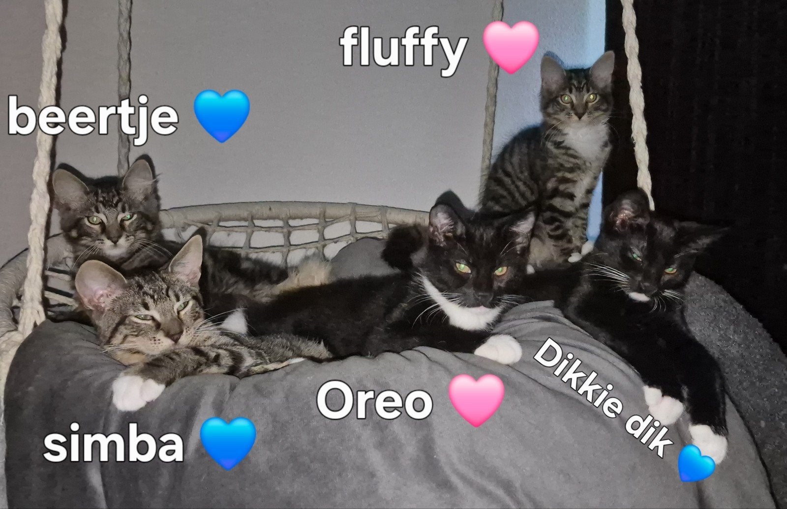 halve mainecoon kittens, Meerdere dieren, 0 tot 2 jaar