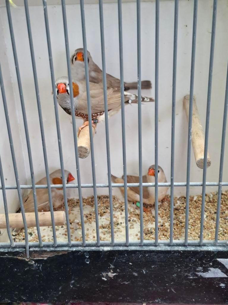2 koppels bruine zebravinken, Meerdere dieren
