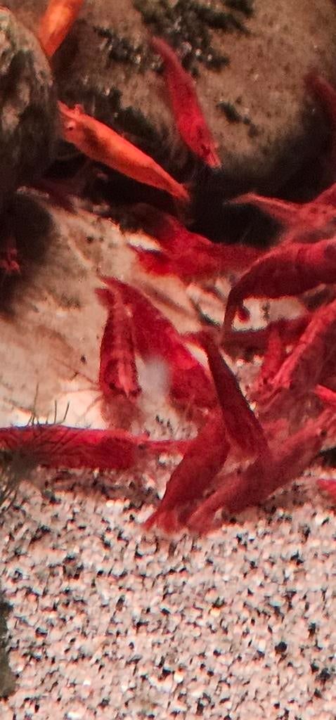 Tekoop caridina davidi red yellow oranje, Kreeft, Krab of Garnaal