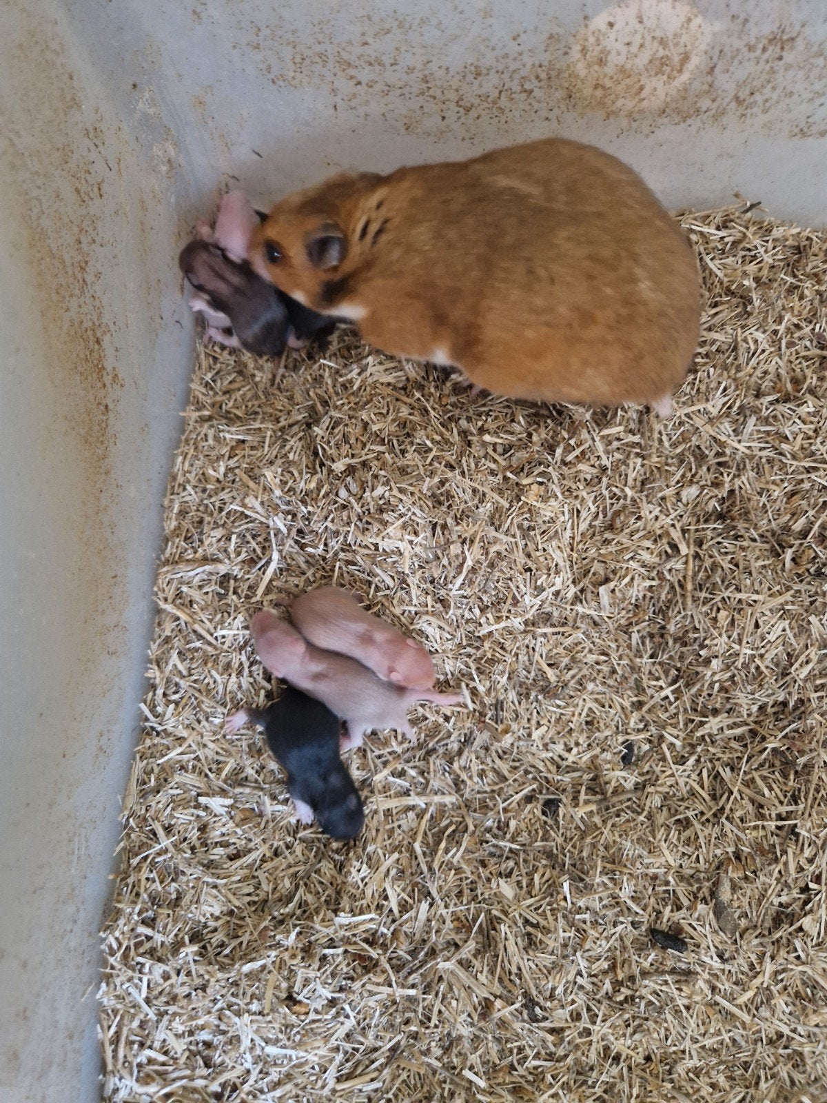 Te koop goudhamsters over 5 weken, Dieren en Toebehoren, Knaagdieren, Hamster, Juni, Meerdere dieren, Tam