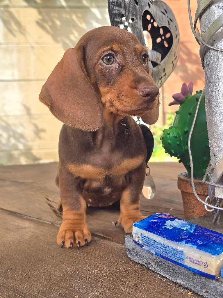 Teckel meisje choco tan, Parvo, 8 tot 15 weken, Korthaar, Teef