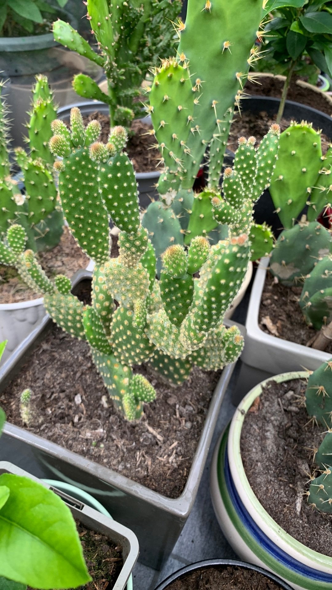 Cactusplant met pot €10, Huis en Inrichting, Kamerplanten, Ophalen, Halfschaduw, Minder dan 100 cm