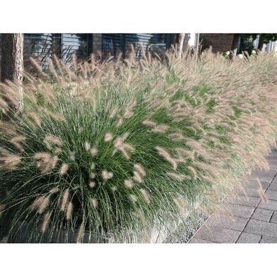 Pennistum ‘Hameln’ Alopecuroides (Lampenpoetser) P9, Tuin en Terras, Planten | Tuinplanten, Vaste plant, Siergrassen, Volle zon