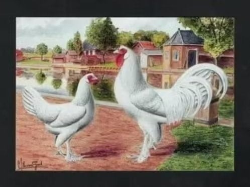 Pluimvee Kippen Kraaikop Wit Boerderij, Van Gink., Ophalen of Verzenden, 1980 tot heden, Ongelopen, Vogel