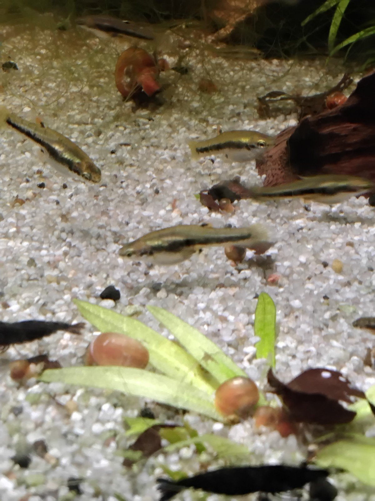 Heterandria Formose, Vis, Zoetwatervis, Schoolvis