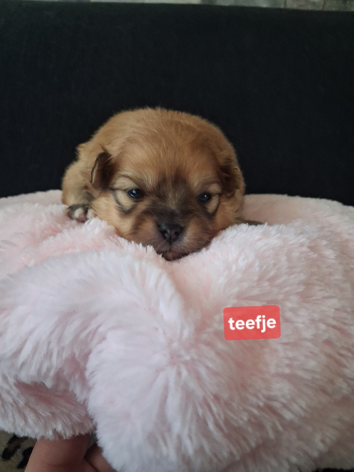 Pomeriaan pups, Dieren en Toebehoren, Parvo, Overige rassen, 8 tot 15 weken, Meerdere
