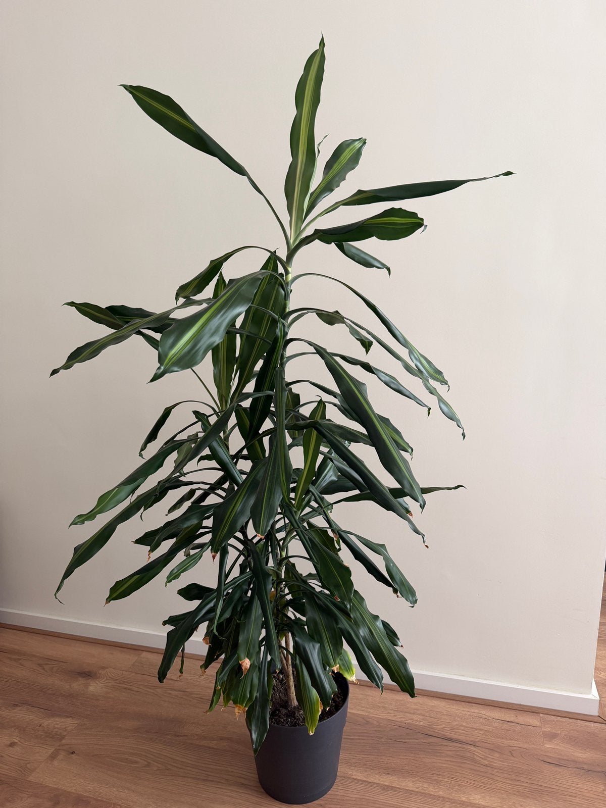 Grote Dracaena, Huis en Inrichting, Ophalen, Halfschaduw, 150 tot 200 cm