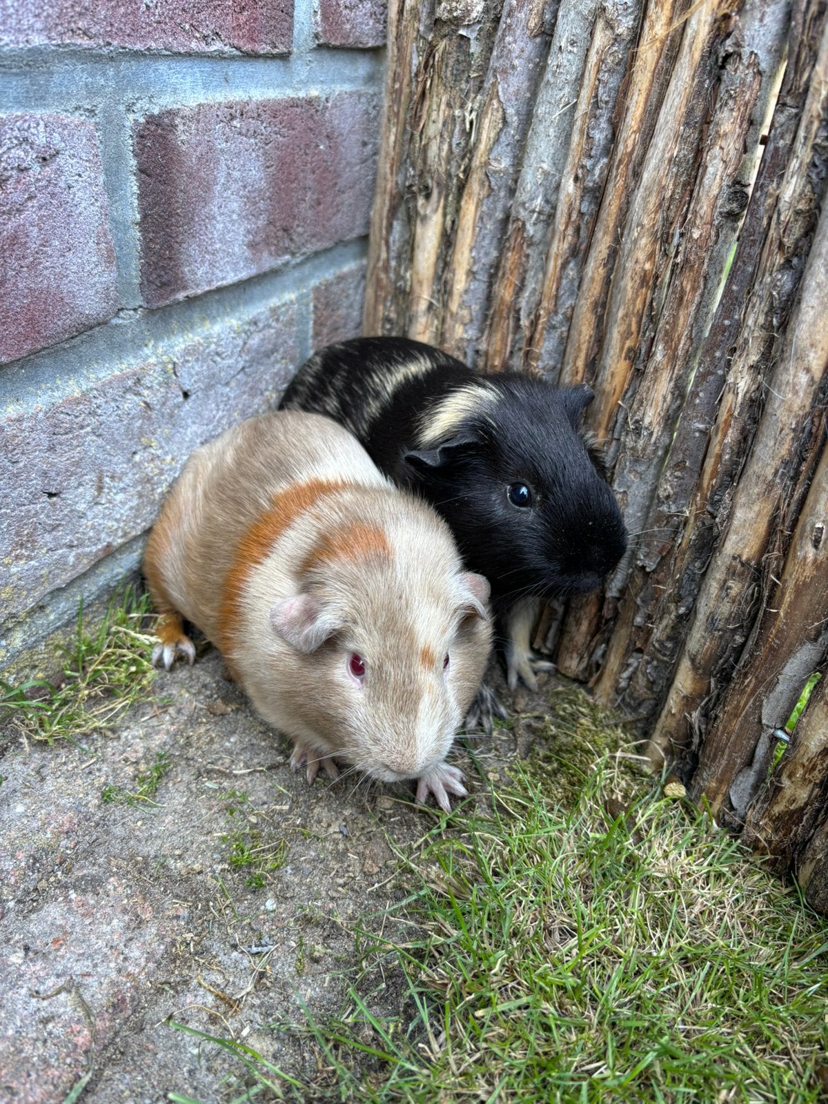 Twee gladharige cavia beertjes (half jaar), Februari, Mannelijk, Cavia