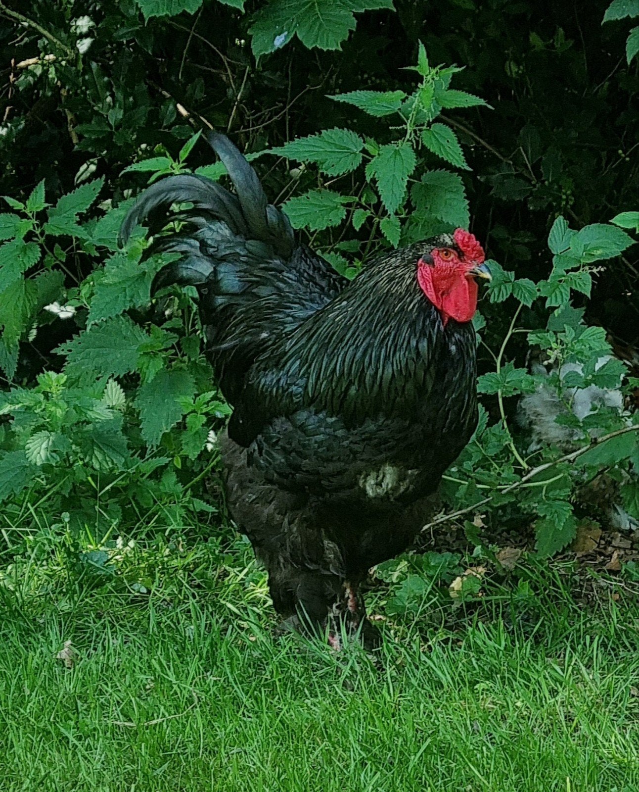 Zwarte brahma haan, 1.5 jaar oud, Mannelijk, Kip