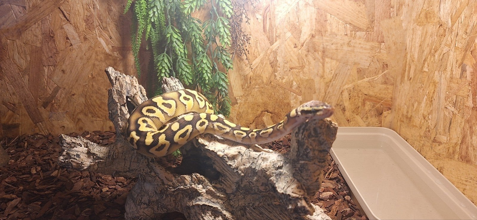 100€, Dieren en Toebehoren, Reptielen en Amfibieën, Slang, 0 tot 2 jaar