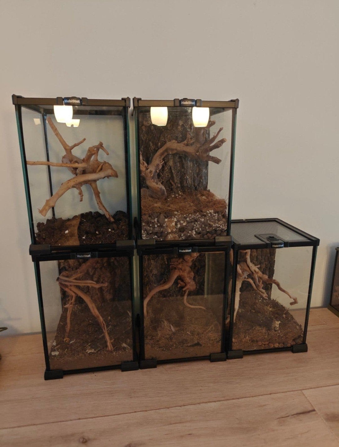 Habistat glazen terrariums 20x20x30cm | 5 stuks, Sprinkhaan of Krekel