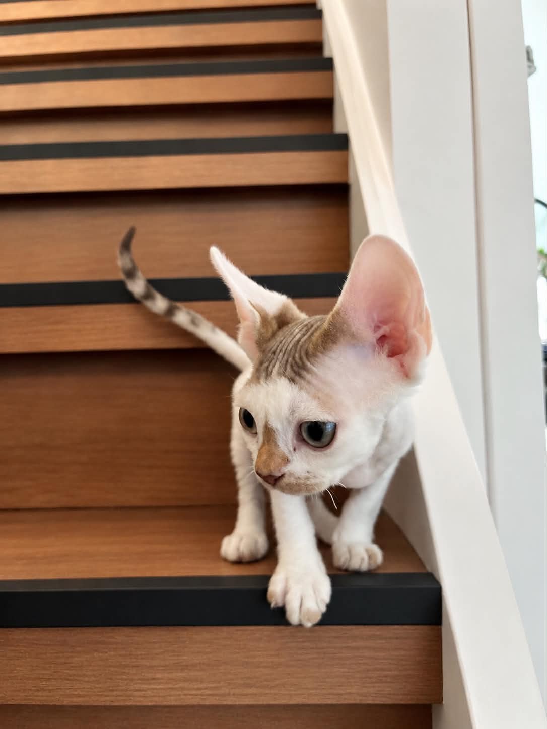 DELTA Devon Rex Kitten, Poes, Met stamboom, 0 tot 2 jaar