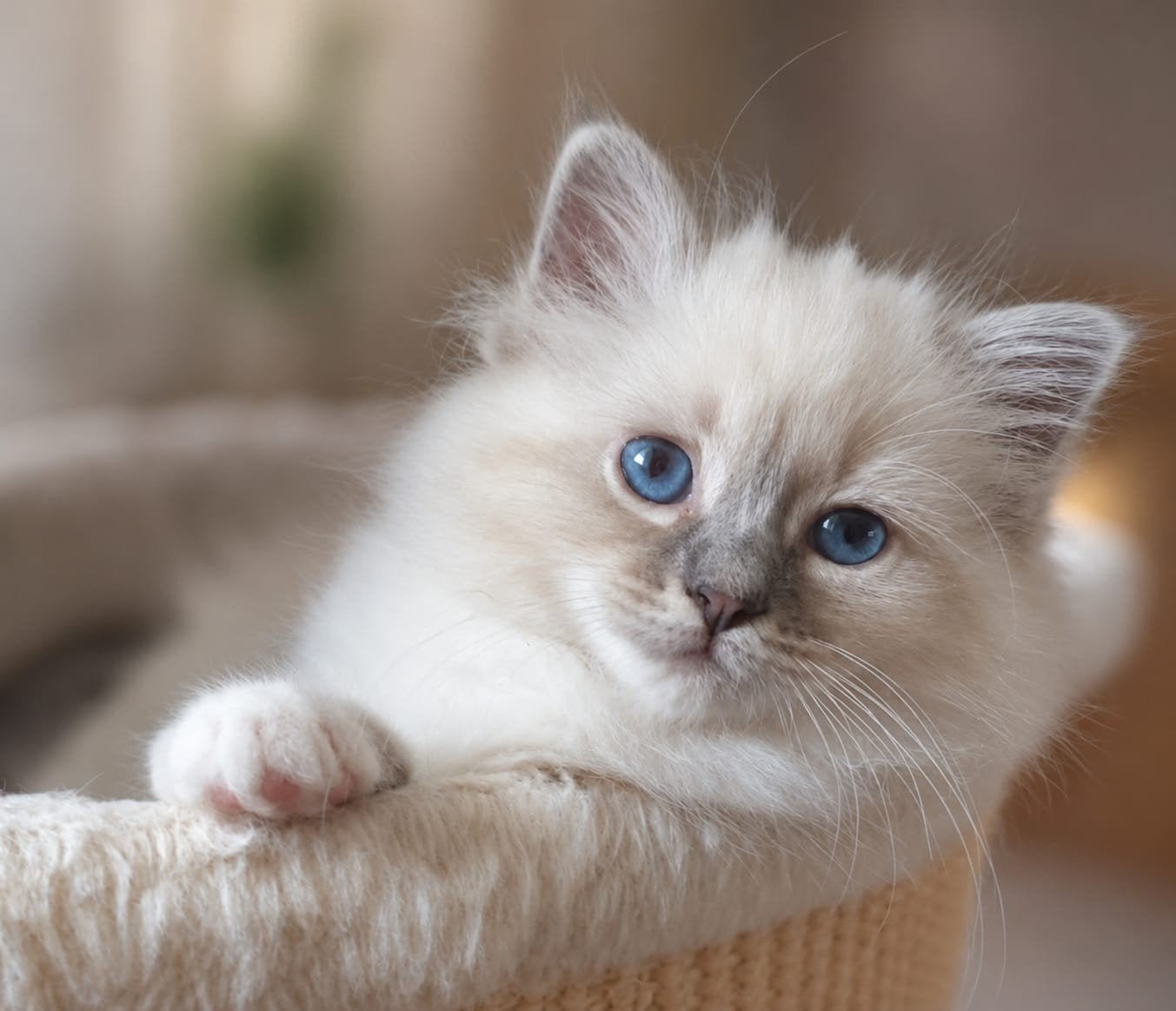 Heilige Birmaan kitten kater en poesje, Dieren en Toebehoren, Katten en Kittens | Raskatten | Langhaar, Meerdere dieren, Met stamboom