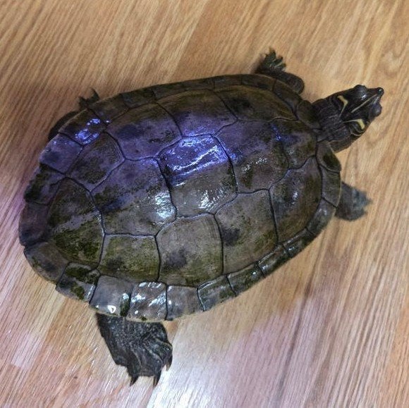 2 waterschildpadden met aquarium, Dieren en Toebehoren, Reptielen en Amfibieën, Schildpad, 11 jaar of ouder