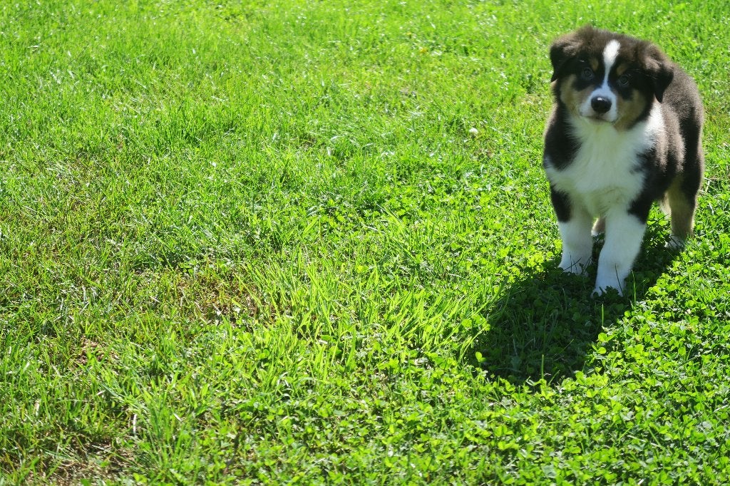 Foto 9 van Black Tri Australian Shepherd pups